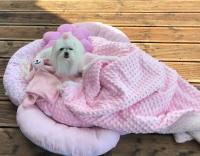 Hundebett,Kuschelnest PINK inkl.Decke,Kissen,Spielzeug