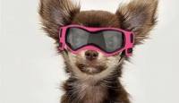 Hundebrille*LITTLE DOG*Pink Gr.XS Mini Hunde