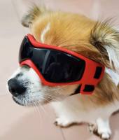 Hundebrille*LITTLE DOG*Red Gr.XS Mini Hunde