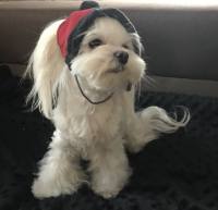 Hundecappy mit Bommel ,Wintermütze ATLANTA