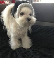 Hundecappy mit Bommel Wintermütze FROST