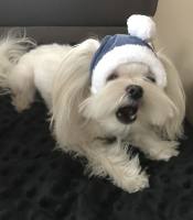 Hundecappy mit Bommel ,Wintermütze POLARBÄR