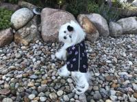 Hundejacke - Regenjacke TATZE LILA