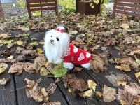 Hundepullover ,Strickpullover für Hunde Lovely HEART RED