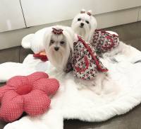 Hundepullover mit Knöpfen für Hunde Rote Blumen