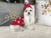 Kaputzen Hundepullover ,Strickpullover für Hunde RED STAR