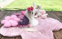 Kleidchen Shirt  GARDEN OF DREAMS für Hunde