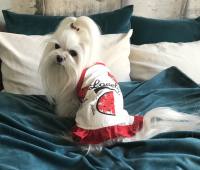 Kleidchen Hunde Shirt LOVELY MELON SUMMER