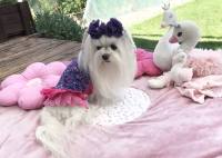 Kleidchen Shirt MAGIC GARDEN für Hunde
