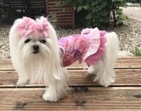 Kleidchen Shirt ROSE GARDEN für Hunde
