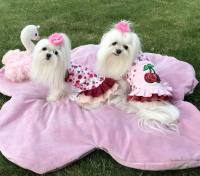 Kleidchen Shirt SWEET BIG CHERRY für Hunde