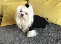 OP Body Hunde Body aus Baumwolle BLACK