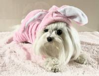 Hunde Overall,Jogginganzug PINK