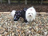 Regenanzug für Hunde TATZE LILA mit D-Ring extra für Weibchen