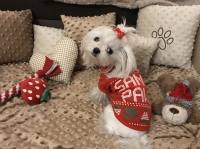 **SANTAS PAWS**Nikolaus Helfer T-Shirt für Hunde