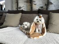 Schlafsack ,Decke ,Spielplatz für Hunde BEIGE PAWS