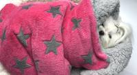Schlafsack ,Decke ,Spielplatz für Hunde STAR PINK GREY