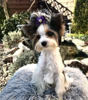 Hunde Schleife ,Spange GOLD HEART PURPLE