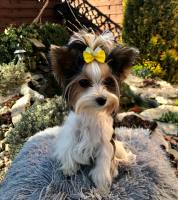 Hunde Schleife ,Spange GOLD HEART YELLOW