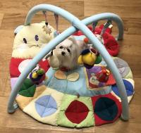 Schnecke Schnüffelteppich Spielteppich für Hunde,Katzen,Welpen