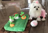 Hunde Schnüffelspiel Mini Karotten mit Häschen