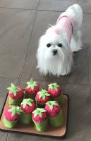 Hunde Schnüffelspiel Pink Erdbeeren-Feld