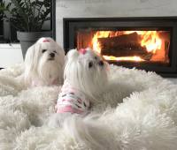 Hunde T-Shirt LOVELY HEART PINK