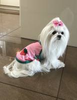 Hunde T-Shirt Rosa Erdbeere