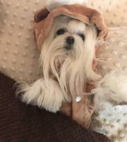 Hunde Little BÄRCHEN Winteranzug ,Jogginganzug