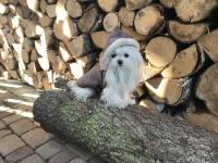 Winterjacke für Hunde AARON in braun