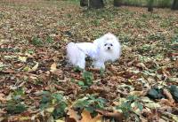 Winterjacke für Hunde ANNA in weiß