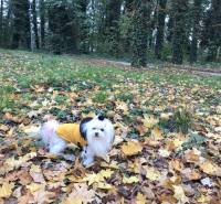 Winterjacke für Hunde ANTON in Gelb