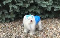 Winterjacke für Hunde EMILIA türkisblau